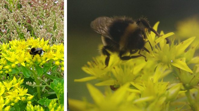 Nahrung und Nistmöglichkeiten für Bienen und Hummeln