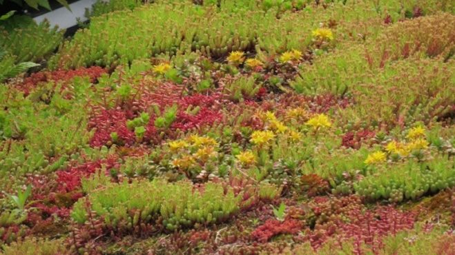 Extensive Dachbegrünung - Bienen finden Nahrung und Nistmöglichkeiten